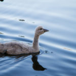 Is Your Back Office an Ugly Duckling?