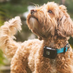 Bonus-Worthy Gadgets: A Smart Collar for Your Pooch?